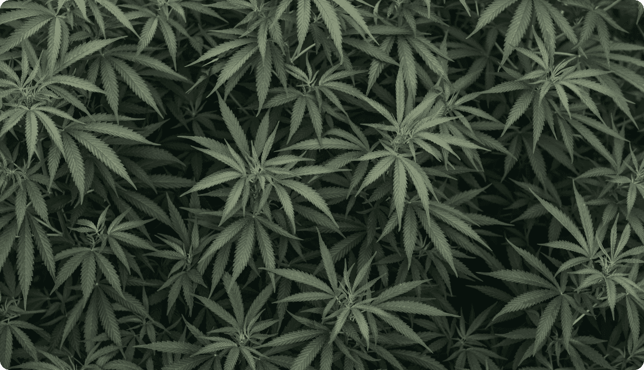 Cannabispflanzen